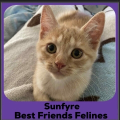 Sunfyre-2025
