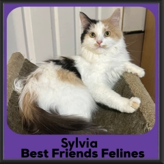 Sylvia-2026