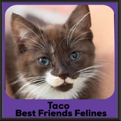Taco-2026