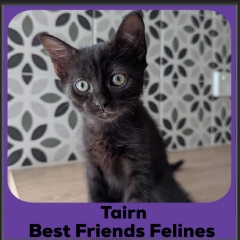Tairn
