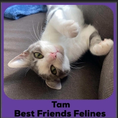 Tam