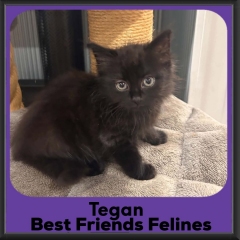 Tegan-2026