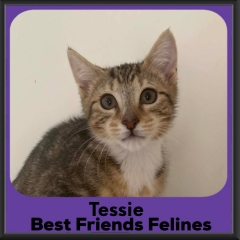 Tessie-2026