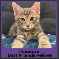 Theodore-DSH-2026