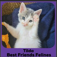 Tilda-2025