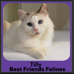 Tilly-2026