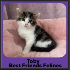Toby-2026