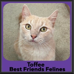 Toffee-2026