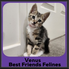 Venus-2026