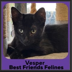 Vesper-2026b