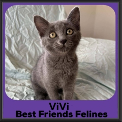 ViVi-2026b