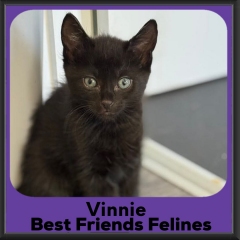 Vinnie-2026