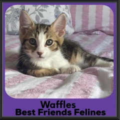 Waffles-2026