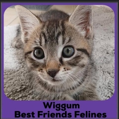 Wiggum