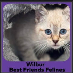 Wilbur-2026