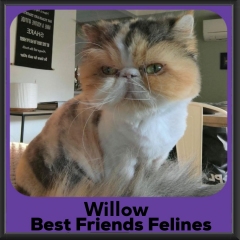 Willow-2026