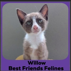 Willow