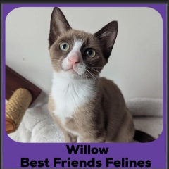 Willow2