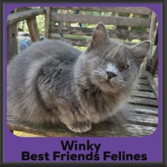 Winky-DMH-2026