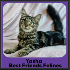 Yasha-2026