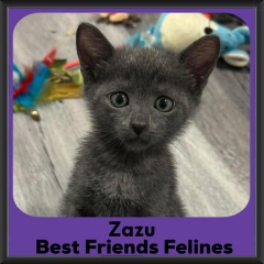 Zazu-2026