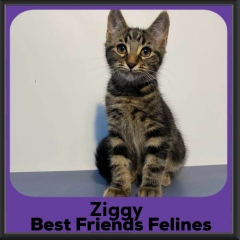 Ziggy-2026