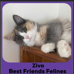 Ziva-2025