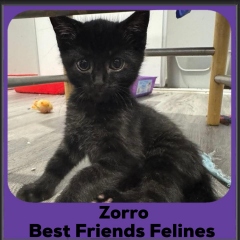 Zorro