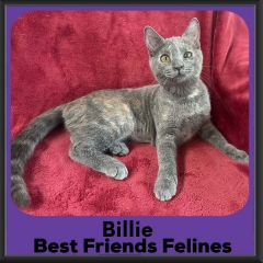 billie-2026