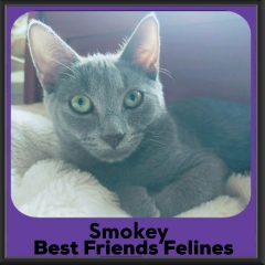 smokey-2026