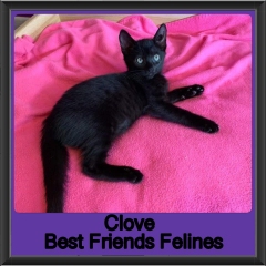 2019 - Clove